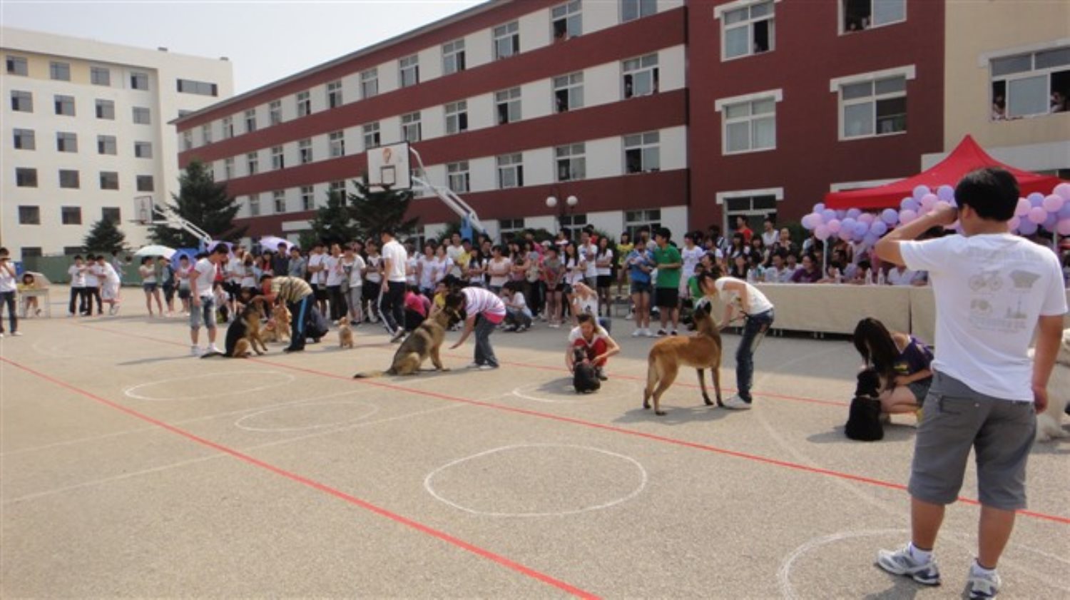 “宠物协会”举办狗狗趣味运动会